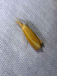 L 2971 Agriphila straminella 16 08 2018 Champagne JESC 175.JPG