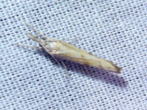 L 3016 Platytes cerusella f 16 08 2018 Champagne JESC 232.JPG