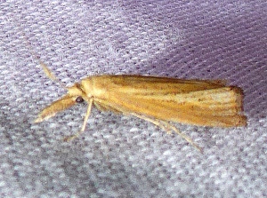 L 2971 Agriphila straminella 16 08 2018 Champagne JESC 177.JPG.jpg