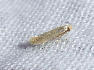 L 0038a Stigmella sp. 19 08 2018 Blacé JESC 059.JPG