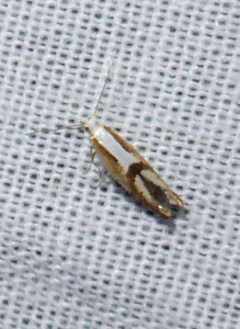 L 0688 Argyresthia bonnetella 19 08 2018 Blacé JESC 028.JPG