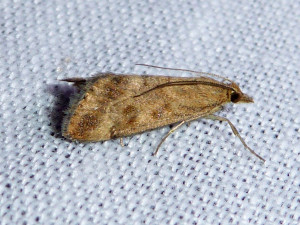 L 3172 Nomophila noctuella  25 08 2018 StJeandArdières 001 (95).JPG