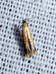 L 0241 Emmetia Coptotriche marginea 25 08 2018 StJeandArdières 001 (56).JPG