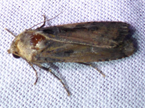 1574 Agrotis ipsilon 25 08 2018 StJeandArdières 001 (88).JPG