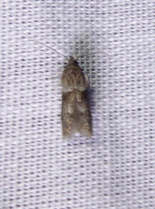 L 2840 Acrobasis consociella 02 09 2018 Brouilly JESC 082.JPG