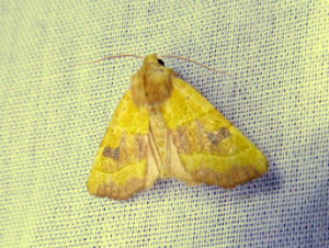 0596 Crocallis elinguaria 15 09 2018 Belleville JESC 024.JPG