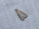 L 3055 Witlesia Eudonia pallida 15 09 2018 Belleville JESC 035.JPG