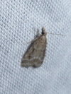 L 3055 Witlesia Eudonia pallida 15 09 2018 Belleville JESC 037.JPG