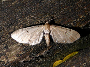 0511 Eupithecia pallidata 17 09 2018 Lissieu JESC 036.JPG