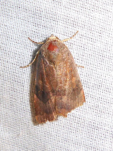 1177 Euplexia lucipara 06 10 2018 Lissieu JESC 004.JPG