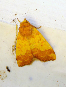 1194 Tiliacea Xanthia aurago 06 10 2018 Lissieu JESC 057.JPG