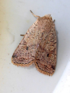 1225 Conistra erythrocephala 06 10 2018 Lissieu JESC 013.JPG