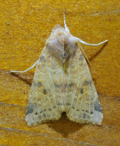 Xanthia ocellaris- ptetre_redimensionner.JPG