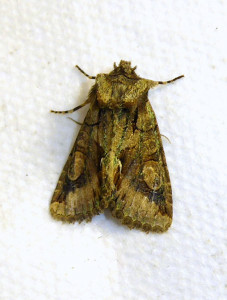 1051 Allophyes oxyacanthae 22 10 018 Lissieu Bois Dieu JESC 002.JPG