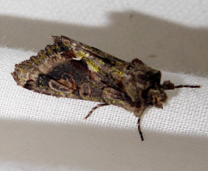 1051 Allophyes oxyacanthe 04 11 2018 Lissieu Bois Dieu JESC 009.JPG