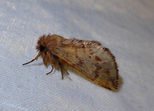 0751 Ptilophora plumigera m 22 11 2018 Lissieu Bois Dieu JESC 011.JPG