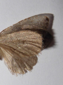 Epirrita dessus d'ailes 03 12 2018 008.JPG