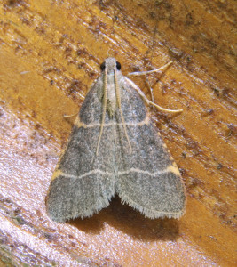 802 Hypsopygia glaucinalis - La Pyrale glauque a_redimensionner.jpg