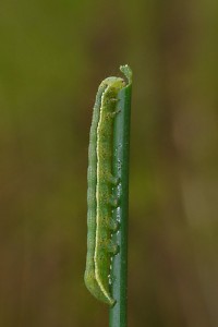 Orthosia Incerta00.jpg