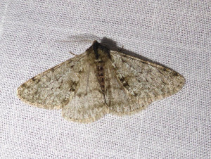 0636 Peribatodes rhomboidaria  03 03 2019 Lissieu Bois Dieu JESC 009.JPG