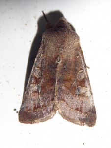 1452 Orthosia incerta 13 03 2019 Lissieu Bois Dieu JESC 009.JPG