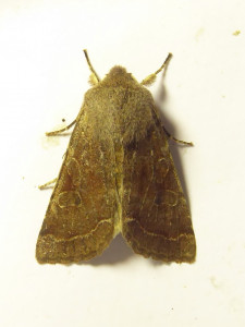 1452 Orthosia incerta 13 03 2019 Lissieu Bois Dieu JESC 004.JPG