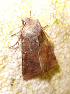 1452 Orthosia incerta 16 03 2019 Lissieu Bois Dieu JESC 012.JPG