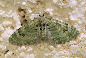 8 ptetre Pasiphila rectangulata ou Chloroclystis v-ata_redimensionner.jpg