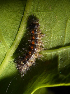 larva sur chêne  07 05 2019 Corcelles-en-Beaujolais JESC 038.JPG