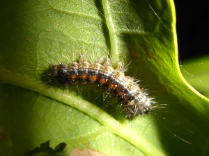 larva sur chêne 07 05 2019 Corcelles-en-Beaujolais JESC 037.JPG