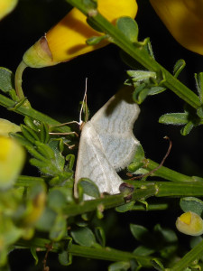 0179 Idaea subsericeata  ou 0182 Idaea sylvestraria 07 05 2019 Corcelles-en-Beaujolais JESC 041.JPG