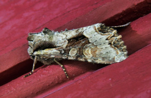 33 Oligia strigilis- La Noctuelle du Dactyle_redimensionner.jpg