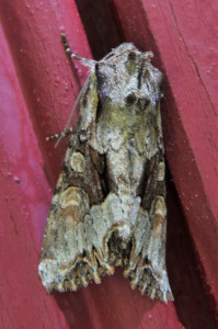 33a Oligia strigilis- La Noctuelle du Dactyle_redimensionner.jpg