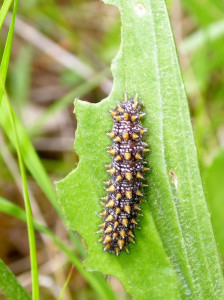 larve Melitaea sur Plantago lanceolata 30 05 2019 Forêt de Brou StVérand  JESC 094 (37) - Copie.JPG