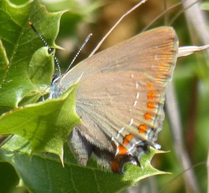 Thécla de l'Yeuse Satyrium ilicis Bernis.JPG