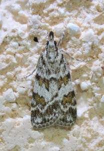 607 Scoparia pyralella_redimensionner.jpg