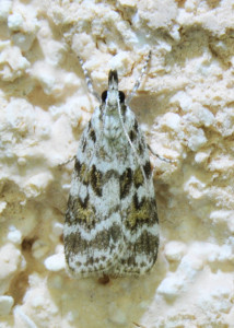 609 Scoparia pyralella_redimensionner.jpg