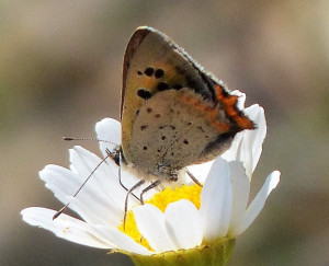 Cuivré commun Lycaena phlaeas St Mathieu de Tréviers (3).JPG