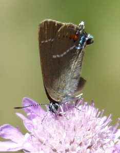 Thécle des nerpruns Satyrium spini St Mathieu de Tréviers (7).JPG