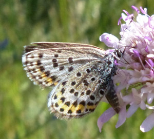 Petit argus Plebejus argus St Mathieu de Tréviers (2).JPG