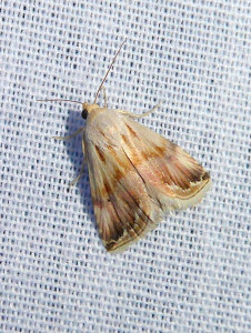 0953 Eublemma ostrina 23 06 2019 LesCrêts JESC 367.JPG