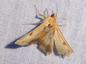 0832 Diacrisia sannio 23 06 2019 LesCrêts JESC 271.JPG