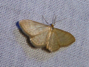 0169 Idaea humiliata 23 06 2019 LesCrêts JESC 119.JPG