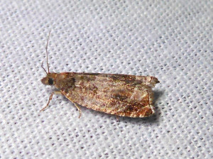 L 2212 Epinotia tenerana 23 06 2019 LesCrêts JESC 235.JPG