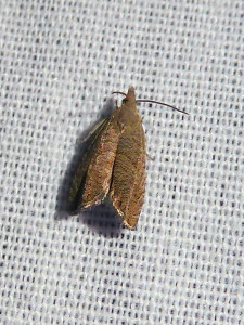 L 2494 Apotomis Epiblema turbidana  ou 2257 Epiblema grandaevana 04 07 2019 Marchampt Le Fay JESC 106.JPG