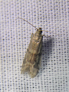 L 2773 Salebriopsis albicilla 04 07 2019 Marchampt Le Fay JESC 061.JPG