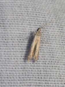 L suggestion Coleophora rectilineella 04 07 2019 Marchampt Le Fay JESC 141.JPG