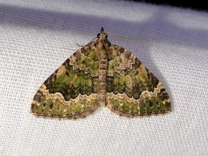 1-0345 Colostygia olivata 11 07 2019 Affoux JESC 373 (2 reduced).JPG