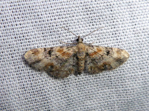 1-0443  Eupithecia linariata ou 0444 pulchellata 11 07 2019 Affoux JESC 235.JPG