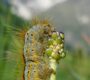 0 chenille à déterminer (2)tête macro.jpg